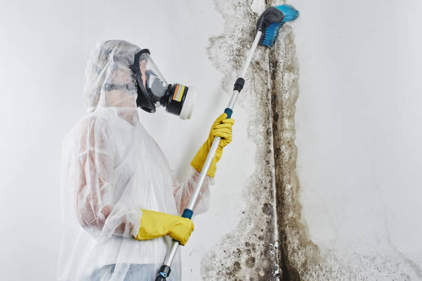 Best Fast Mold Removal  in Port Barre, LA
