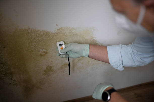 Best Residential Mold Removal  in Port Barre, LA