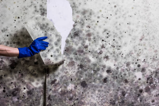 Best Best Mold Removal Companies  in Port Barre, LA